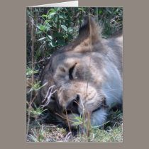 Sleepy Lioness cards