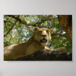 Sleepy Lioness Poster