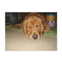 Sleepy Magellan Postcard