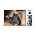 Sleepy Mastiff postage by puppydogs Sleepy Mastiff postage