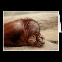 Sleepy Monkey cards