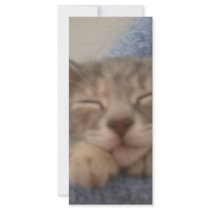 sleepy Pig rack cards by tluv68 sleepy Pig rack cards