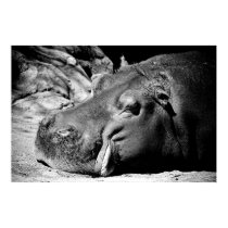 Sleepy posters