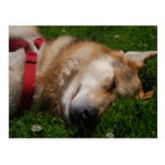 Sleepy Puppy Beauty Postcard postcards