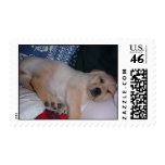 Sleepy Puppy Postage