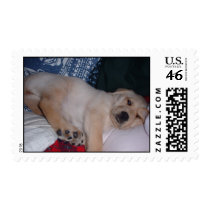 Sleepy Puppy postage by doctoranicole Sleepy Puppy postage