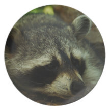 Sleepy Raccoon - Wildlife Photography Animals Party Plates