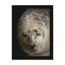 Sleepy Seal postcards