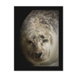Sleepy Seal Post Cards