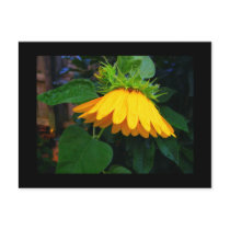 Sleepy Sunflower postcards