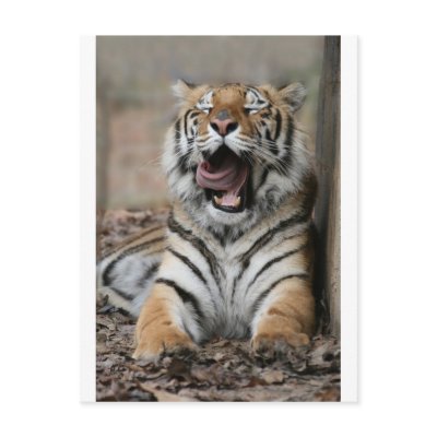 Sleepy Tiger