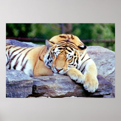 Sleepy Tiger Poster