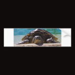 Sleepy Turtle Bumper Stickers