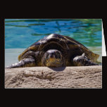 Sleepy Turtle Greeting Cards