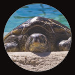 Sleepy Turtle Round Stickers
