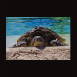 Sleepy Turtle Tshirts
