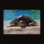 Sleepy Turtle Tshirt