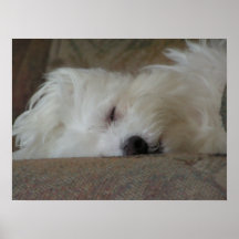 Sleepyhead Posters