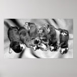 sleepyhead rottweiler puppies print