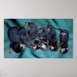 sleepyhead rottweiler puppies poster