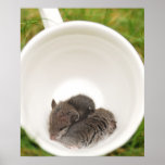 Sleepytime Baby Mice in Teacup Poster