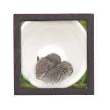 Sleepytime Baby Mice in Teacup Premium Keepsake Boxes