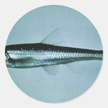 Slender Chub Sticker