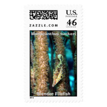 Slender Filefish, Monacanthus tuckeri postage by KimStebbens Slender Filefish, Monacanthus tuckeri postage