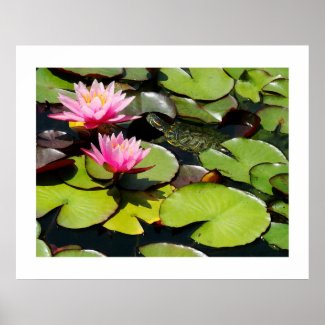 Slider Turtle, Waterlilies and Lilypads Print print
