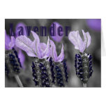 Slightly Tinted Lavender Cards