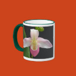 phragmipedium, orchid