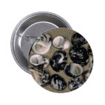 Slipper winkles (Nerita sp.) Shell Pinback Button