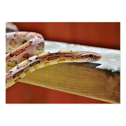 Slithering Red Corn Snake Business Card (front side)
