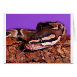 Slithery Cards