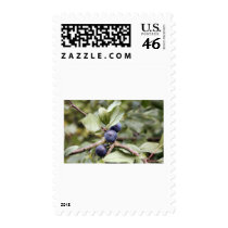 Sloe Berries postage