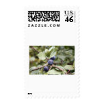 Sloe Berries postage