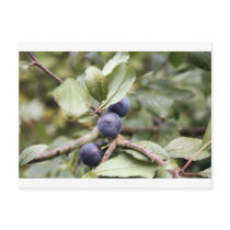 Sloe Berries postcards