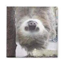 Sloth Magnet