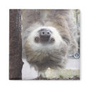 Sloth Magnet