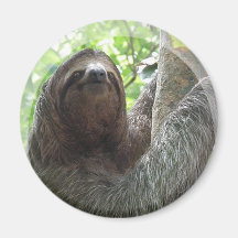 Sloth Photo Design Magnet
