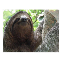 Sloth Photo Design Postcard
