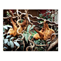 Sloths Postcard postcards