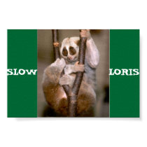Slow Loris posters by wwickedsparklyy Slow Loris posters