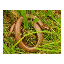 Slow Worm Postcard