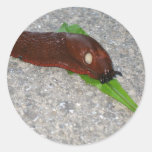 Slug Eating The Leaf From Dandelion Round Sticker