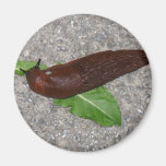 Slug Fridge Magnets