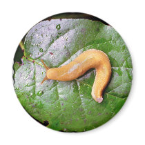 Slug on Leaf Magnet by buffaloworks Slug on Leaf Magnet