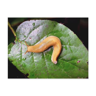 Slug on Leaf Postcard Postcard by buffaloworks
