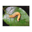 Slug on Leaf Postcard Postcard by buffaloworks Slug on Leaf Postcard Postcard