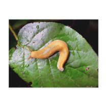 Slug on Leaf Postcard Postcard